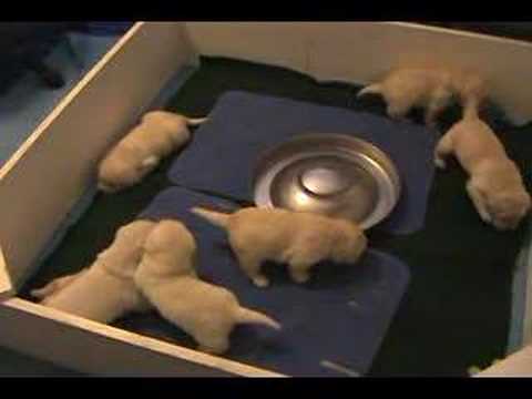 Ricochet Labradors Yellow English Lab Pups