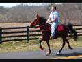 Single Footing Mare Scarlet