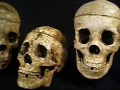 MS DEALER DEMO -- Aged Classic Bucky Skull --with descriptive MS DEALER DEMO -- Aged Classic Bucky Skull --with descriptive