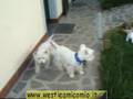 06 - WESTIE: AROLD... PARTE