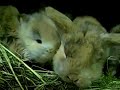 Harlequin pattern baby bunnies Harlequin pattern baby bunnies