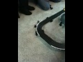 Puppy chasing slot cars