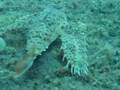 walking fish 2 / Flying gurnards