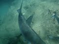 Snorkling in Ke\ Snorkling in Ke\
