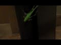 NYC Exotic Wildlife