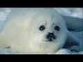 protección de los animales  vlood colaboration 