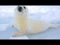 Protecci�n de los animales. VlooD Colaboration.