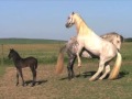Stallion turned out with his mare and foal.