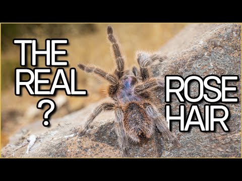 YouTube reptile video