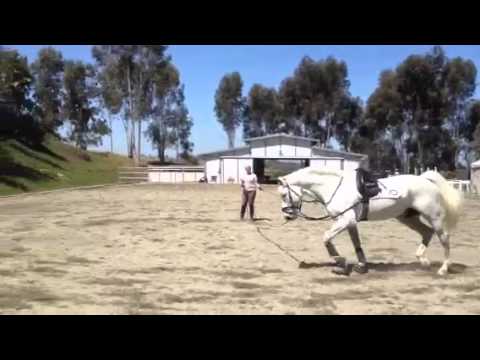 how to fit side reins for lunging