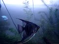 Aquário comunitário de peixes de água doce tropicais. Espécies animais: acará bandeira fumaça, colisa azul, mexerica, barbo cereja comum e albino, coridora albina. 