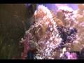 videos de My tank 15 Months On