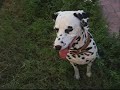 dalmatian