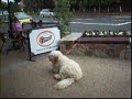 big dog