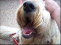 big dog