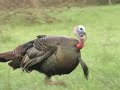 Turkey Calling Instruction- KeeKee