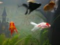 Goldfish Aquarium
