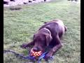 videos de Chuck chante au jardin
