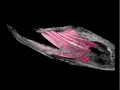 WitmerLab: Nigersaurus - Premaxilla Dental Battery WitmerLab: Nigersaurus - Premaxilla Dental Battery