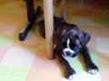 Boxer dog