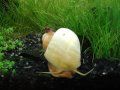 New Wild Discus Red  MAICA  from Amazon RIVER  see when he came with me in our farm 