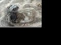 Baby Sea Turtle Hatches