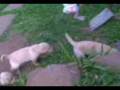 FILHOTES DE LABRADOR 2