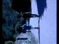 videos de en allan o rio (vac ladrugaes)