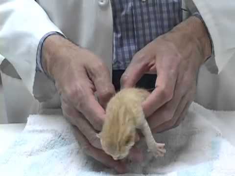 how to care for a newborn kitten