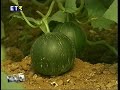 Το βιολογικό Τυμπάκι - Κάμπος Μεσσαράς