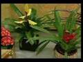 Mini-flores Santaflora no programa da Ione Borges - Parte 1