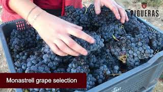 YouTube: Bodegas Piqueras Almansa Black Label Syrah-Monastrell