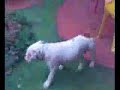 bora ladrando a un gato