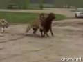 Live-Cow-Fed-to-Tige