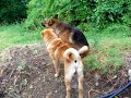 うたう犬動画