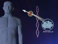 a recent report may give hope for doctors and patients who wish to utilize stem cell research. as teri okita reports, embryonic stem cells may treat people safely and help lead to new cures.