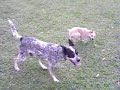 australian catlle dog(red-brahma)