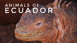 (ENG) Animals of Ecuador: why bio-diversity is important