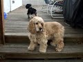 Bella (Annabelle)
