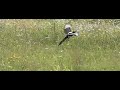 Take off of European Magpie Take off of European Magpie