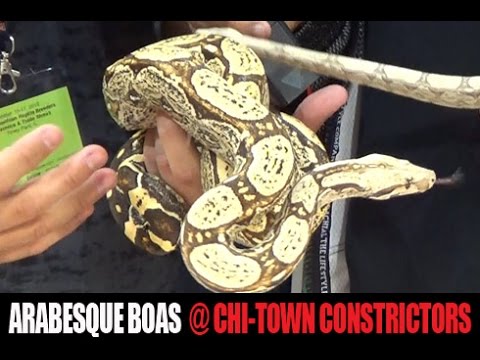 YouTube reptile video