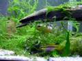 Pelvicachromis taeniatus Kienke