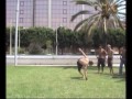 Horse QuickFlips Horse QuickFlips