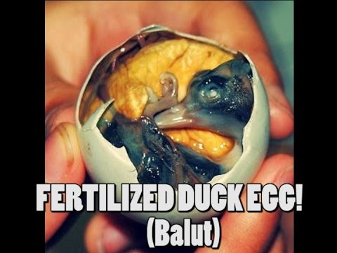 how to fertilized duck eggs