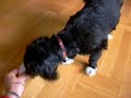 Min hund Dusty leker Min hund Dusty leker