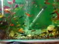 LINDOS MOLINÉSIAS (NEGRA, DOMINÓ), ESPADAS ( ANANAS, DOMINÓ, MARIGOLDE, NEGRA, SANGUE, TUXEGDO, VAGUITEL), PLATI (VARIATUS, MACULATUS), OSCAR, KINGUIOS, COLISA AZUL, DANIO, BARBOS... 