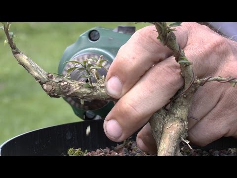 how to transplant a honeysuckle vine