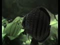 Discus Fever A bad case