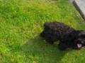 videos de Roxxy Jumping :)