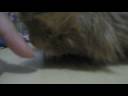 guinea pigs!
